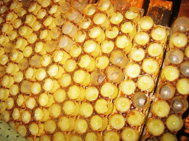 蜂王浆在什么地方比较正宗,野生蜂王浆为什么那么贵