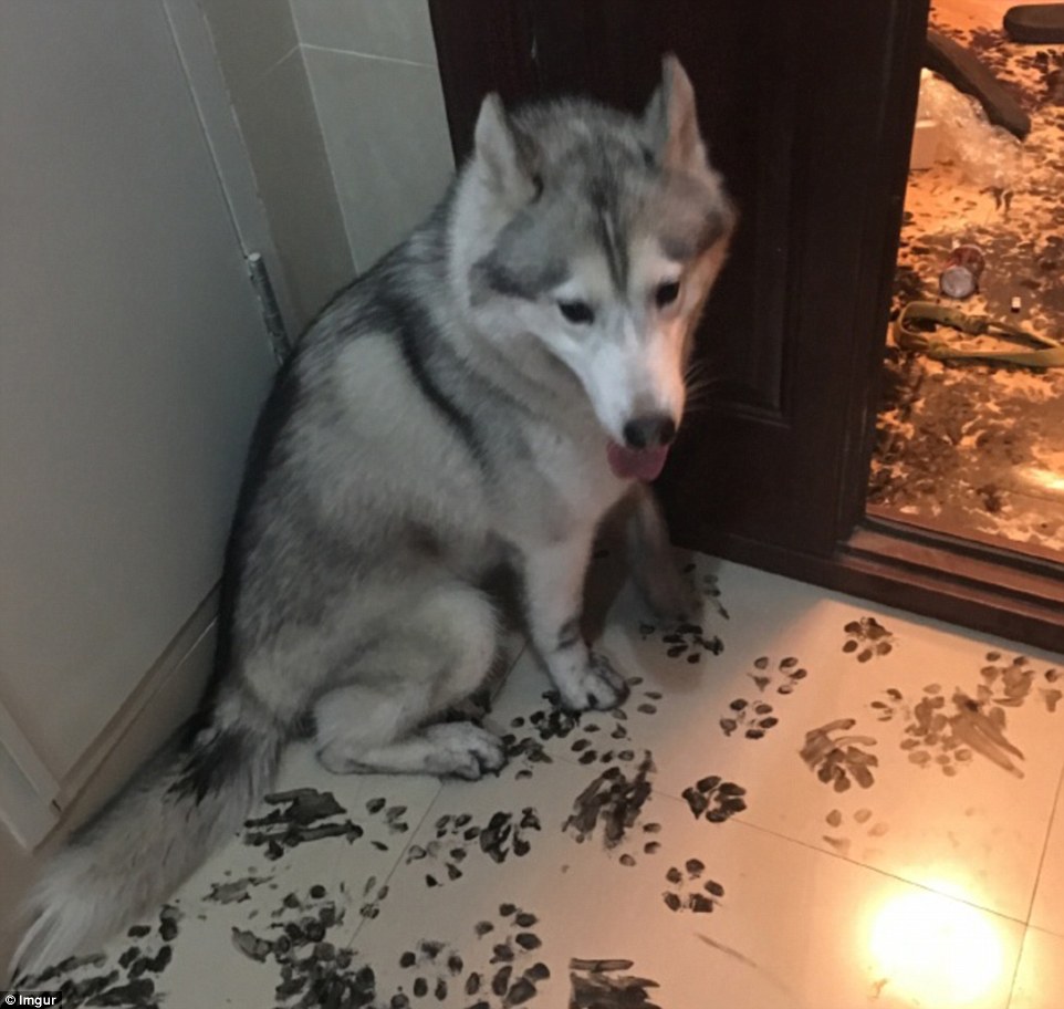 纯种二哈特征,怎么辨别纯种二哈