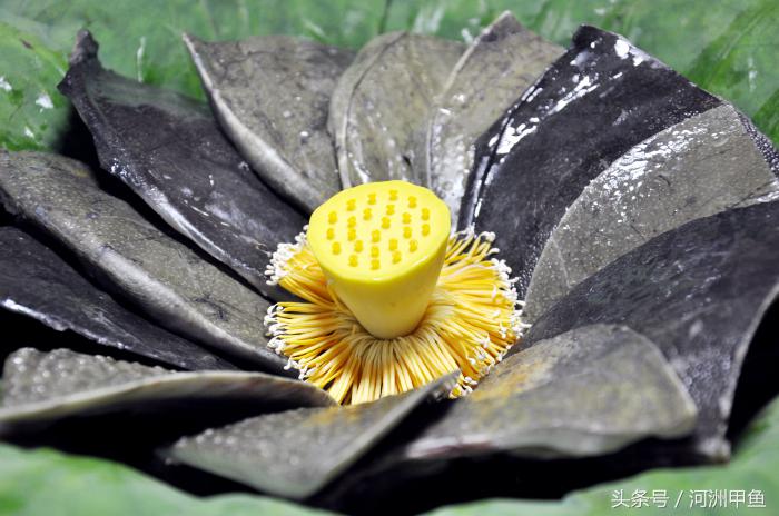 甲鱼菜品介绍术语,甲鱼菜品语言介绍