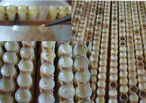 蜂王浆在什么地方比较正宗,野生蜂王浆为什么那么贵