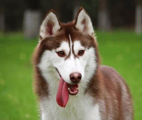 纯种二哈特征,怎么辨别纯种二哈