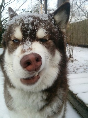 纯种二哈特征,怎么辨别纯种二哈