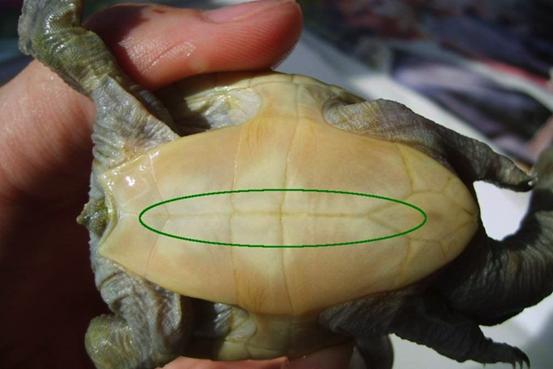 酒精能够治疗乌龟腐甲吗,腐甲腐皮的乌龟怎么治疗