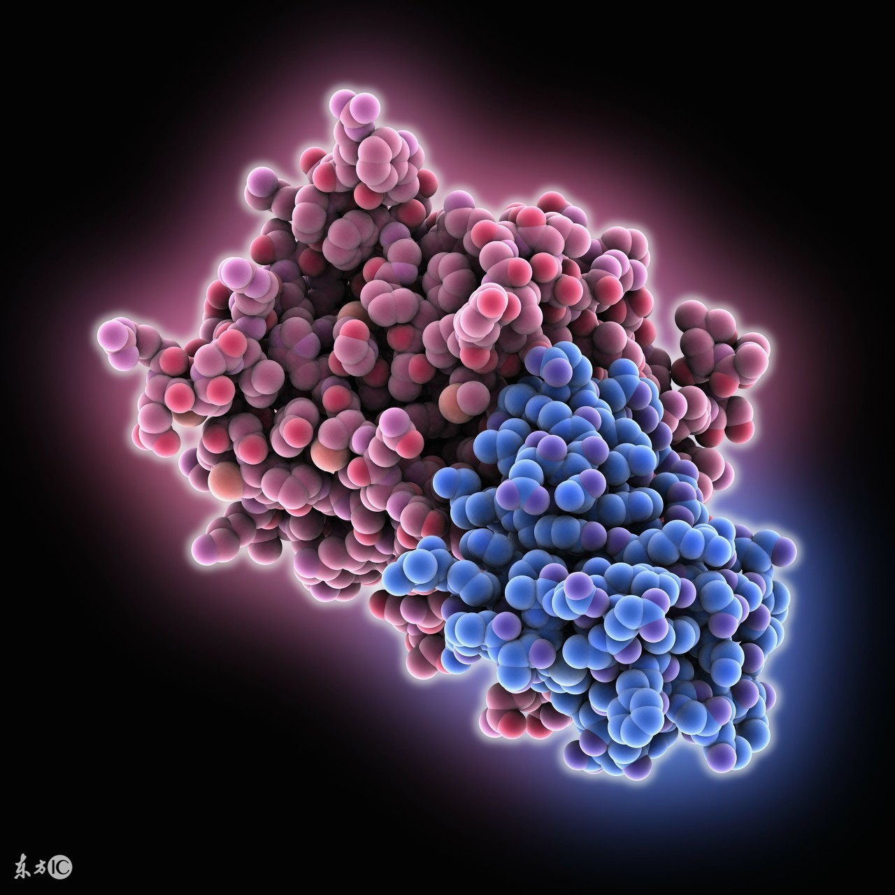 同型半胱氨酸价格,如何看待同型半胱氨酸