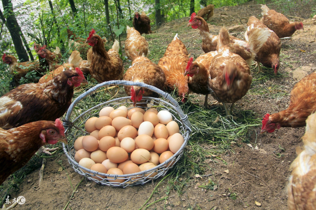 新手养鸡养蛋鸡还是肉鸡效益好,养鸡创业养蛋鸡的真实感受