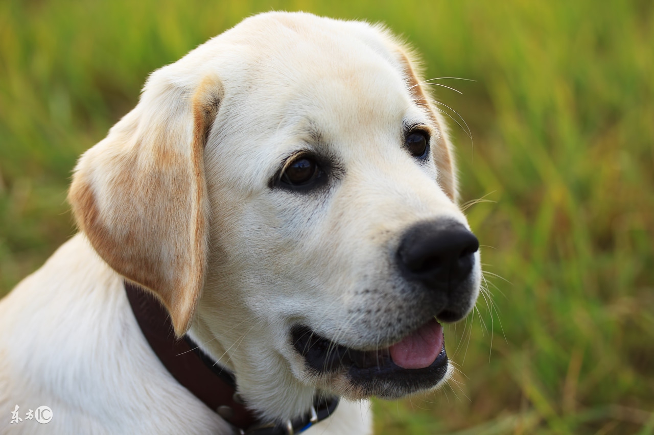 拉布拉多寻回犬十大聪明犬排名,拉布拉多寻回犬的图片大全高清