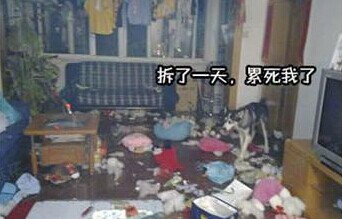 纯种二哈特征,怎么辨别纯种二哈