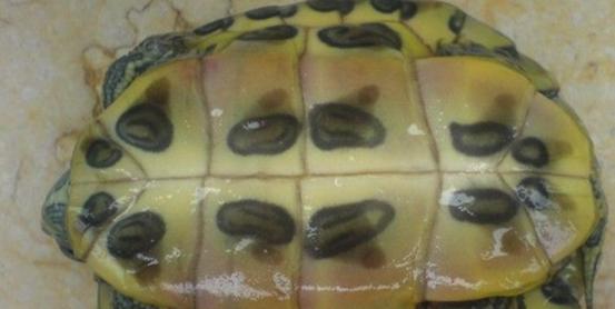 酒精能够治疗乌龟腐甲吗,腐甲腐皮的乌龟怎么治疗