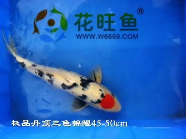 锦鲤鱼表皮溃烂怎么治疗,锦鲤鱼嘴红肿眼凸起是什么