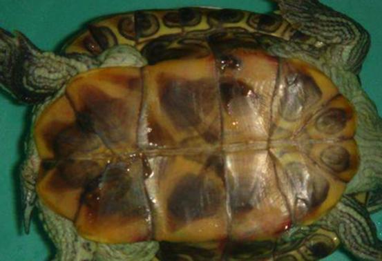 酒精能够治疗乌龟腐甲吗,腐甲腐皮的乌龟怎么治疗