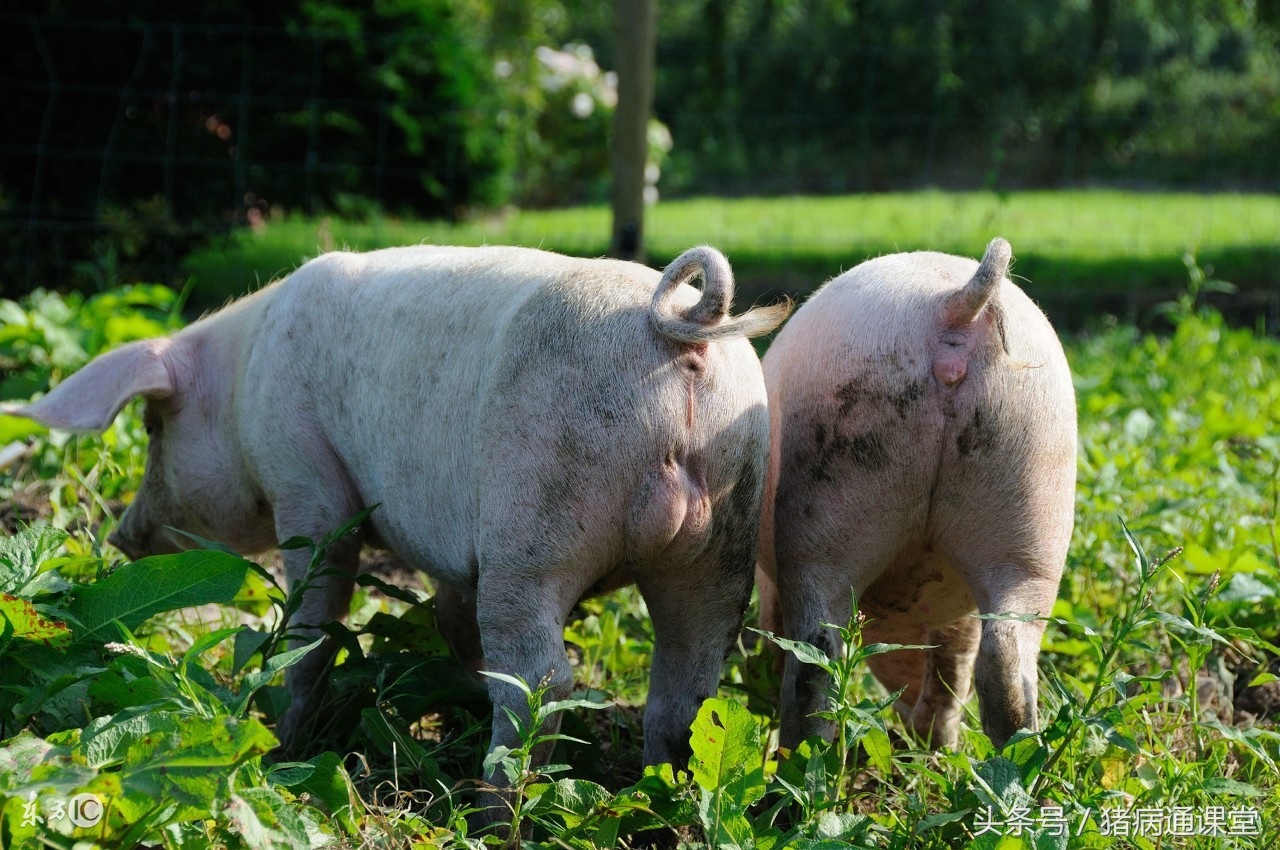 公猪养殖技术和喂养,公猪喂养技术大全