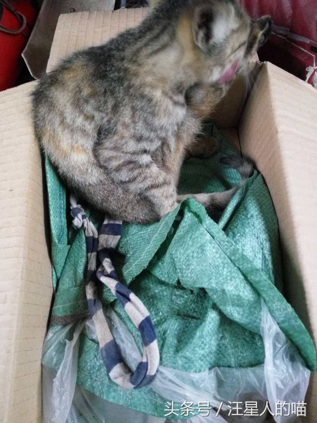 大狗暴打小奶猫,小奶狗vs小奶猫打架