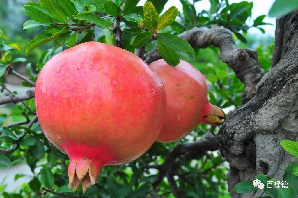 软籽石榴和硬籽石榴的区别是什么,软籽石榴和硬籽石榴有什么区别