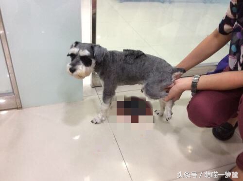 洋葱对宠物的危害,宠物洋葱中毒的急救措施