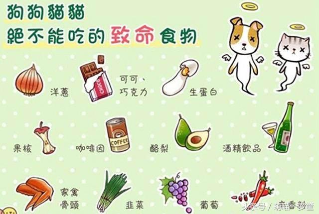 洋葱对宠物的危害,宠物洋葱中毒的急救措施