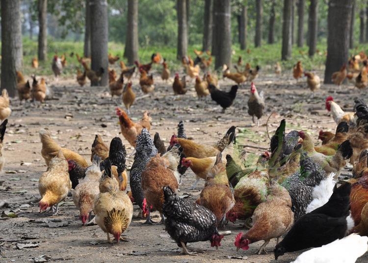 有些人为什么慎用鸡内金,怎么判断是不是真的鸡内金