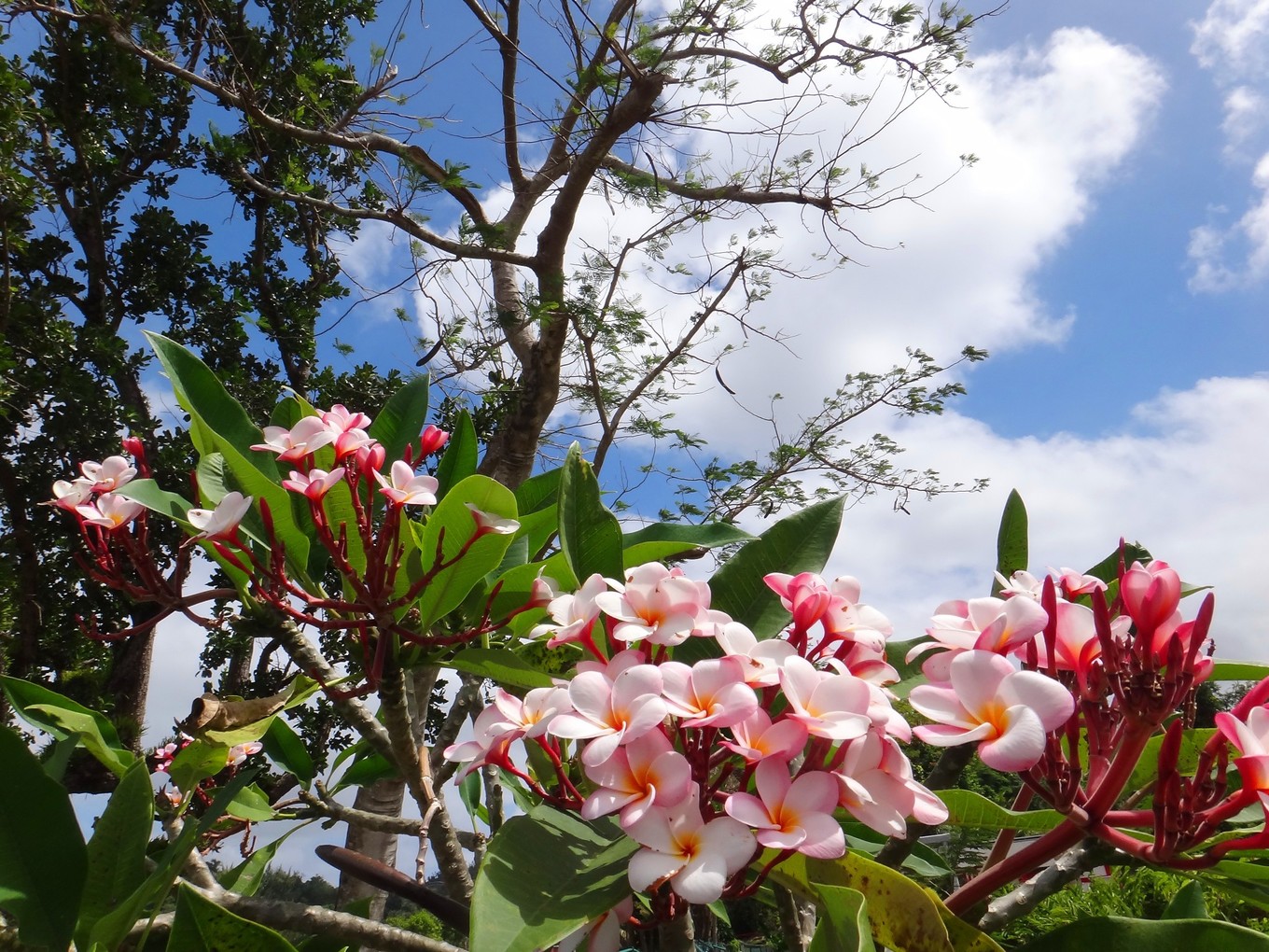 塞班北部观光怎么玩,塞班旅游景区有哪些