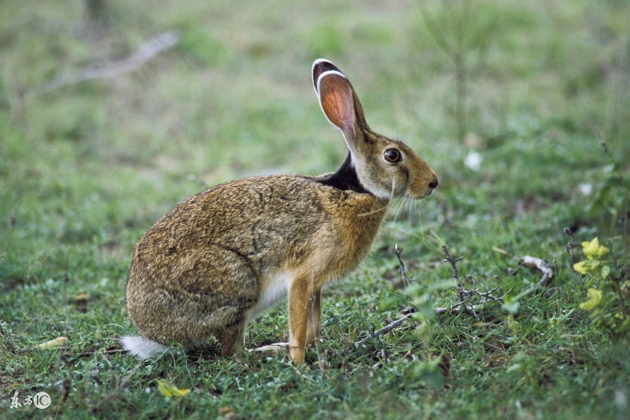 狩猎有多少种方法,狩猎经验有什么用