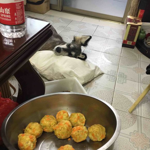 捡到得皮肤病的哈士奇,捡到一只阿拉斯加浑身脏兮兮的