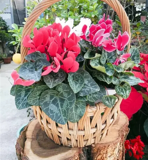 每日一花：花语天真无邪，盛开在寒冬的兔子花之仙客来