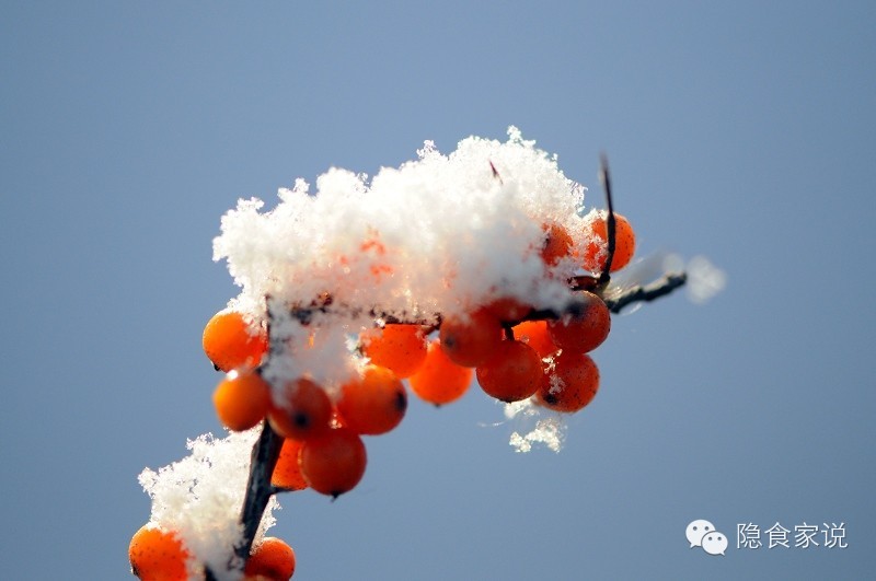 喝沙棘汁和柠檬汁哪个好,最好喝沙棘汁