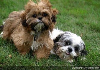 狗狗最开始感染犬瘟热是什么症状,狗狗犬瘟热什么症状要怎么治疗