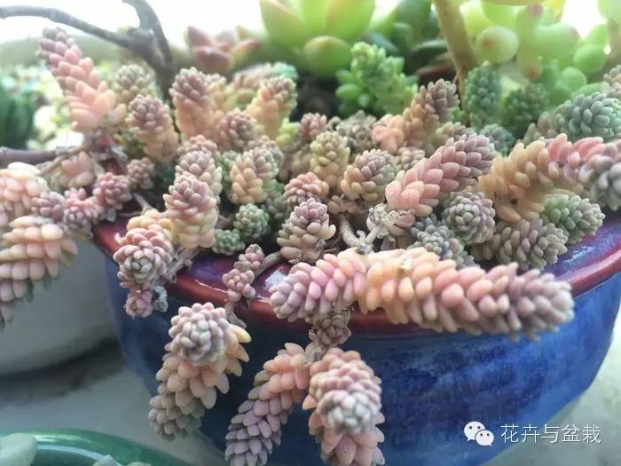 旋叶姬星美人大盆,姬星美人多肉