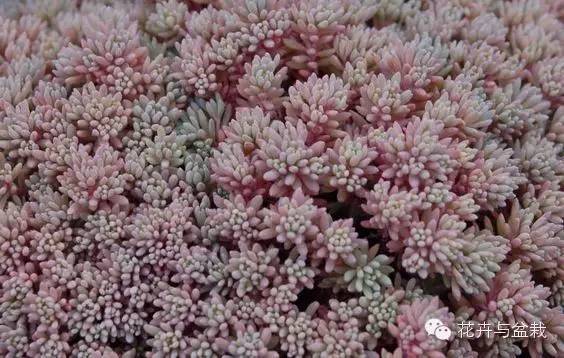 旋叶姬星美人大盆,姬星美人多肉