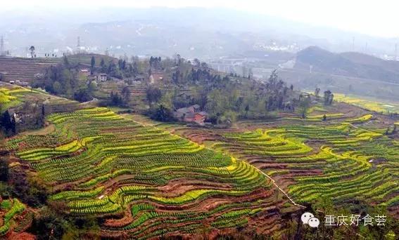 踏青挖野菜指南,最好玩的野趣旅游地方采野菜