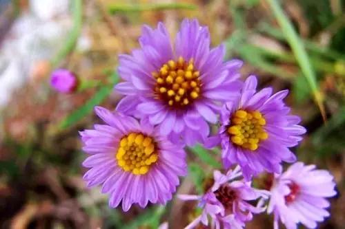 踏青挖野菜指南,最好玩的野趣旅游地方采野菜