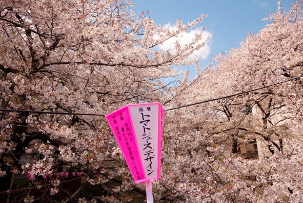 旅游景点樱花谷攻略,赏樱攻略和景点推荐