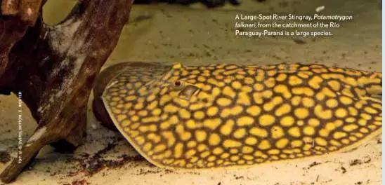 原生魟鱼,魟鱼原生态生活