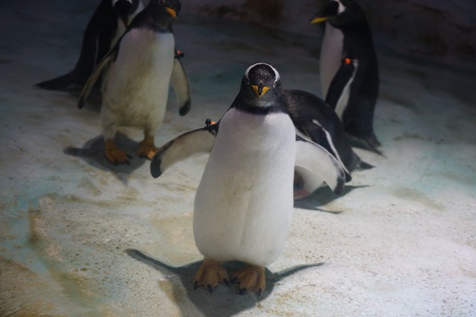 珠海长隆海洋王国2天1夜游玩攻略,最新珠海长隆海洋王国旅游攻略