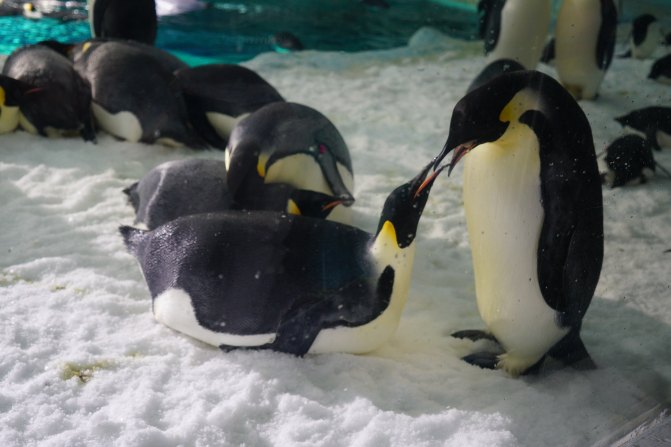 珠海长隆海洋王国2天1夜游玩攻略,最新珠海长隆海洋王国旅游攻略