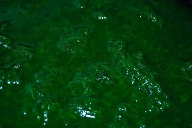 赶在清明之前，为自己做一只青团|一切时节皆与故土食物相关