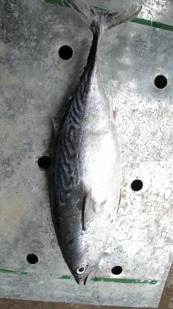 潮汕巴浪鱼和福建巴浪鱼的区别,巴浪鱼是不是淡水鱼