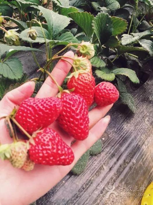 又到草莓时节,天津采摘草莓好又便宜的地方