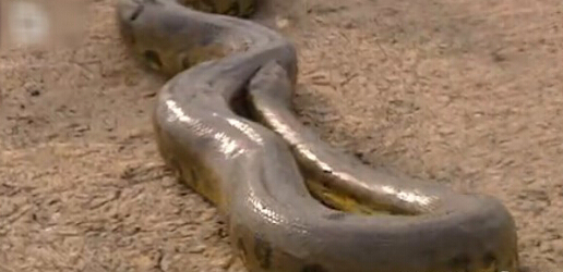 最大的鳄鱼和森蚺,巨型森蚺和巨型鳄鱼谁厉害