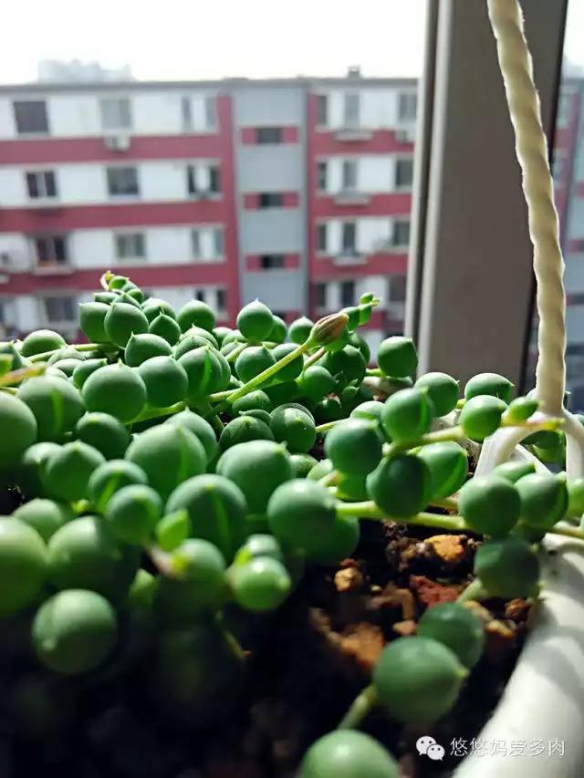 你们的名字有多土,你们的名字叫什么