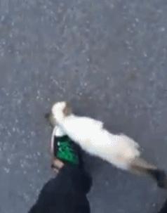 男子路过公园被流浪猫一见钟情，万万没想到，散步都能捡个主子