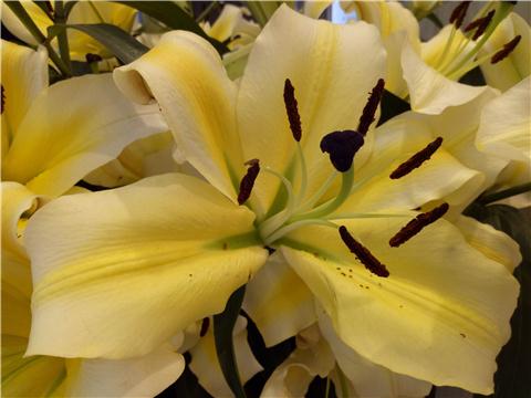 oppor9自拍测试,oppor9性能