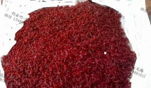 喂鱼的红虫买回来怎么保存下来,红虫钓鱼怎么保存不死