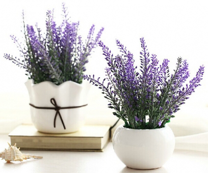 夏日防蚊虫植物,夏天快来了防蚊通风