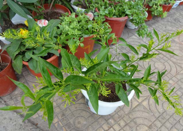 夏日防蚊虫植物,夏天快来了防蚊通风