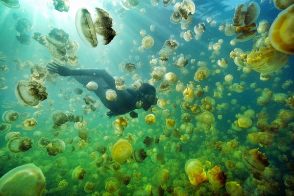 帕劳旅游免费玩,帕劳2019年能去旅游吗