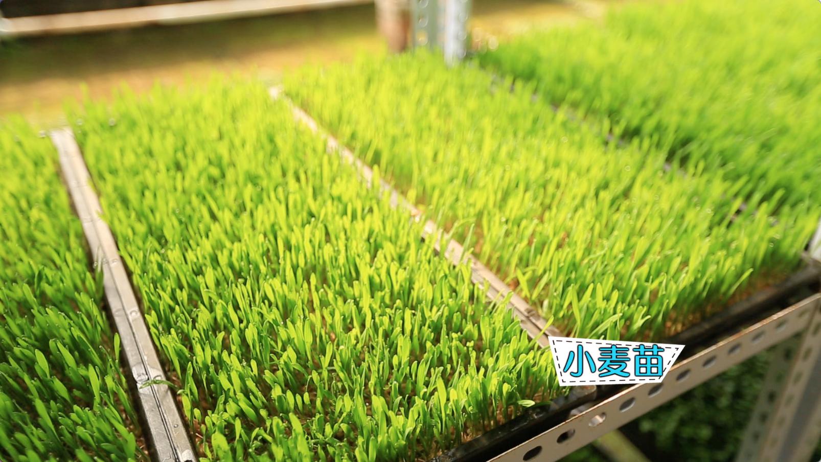 纸上种菜能够种向日葵吗,种菜小窍门两张纸就搞定