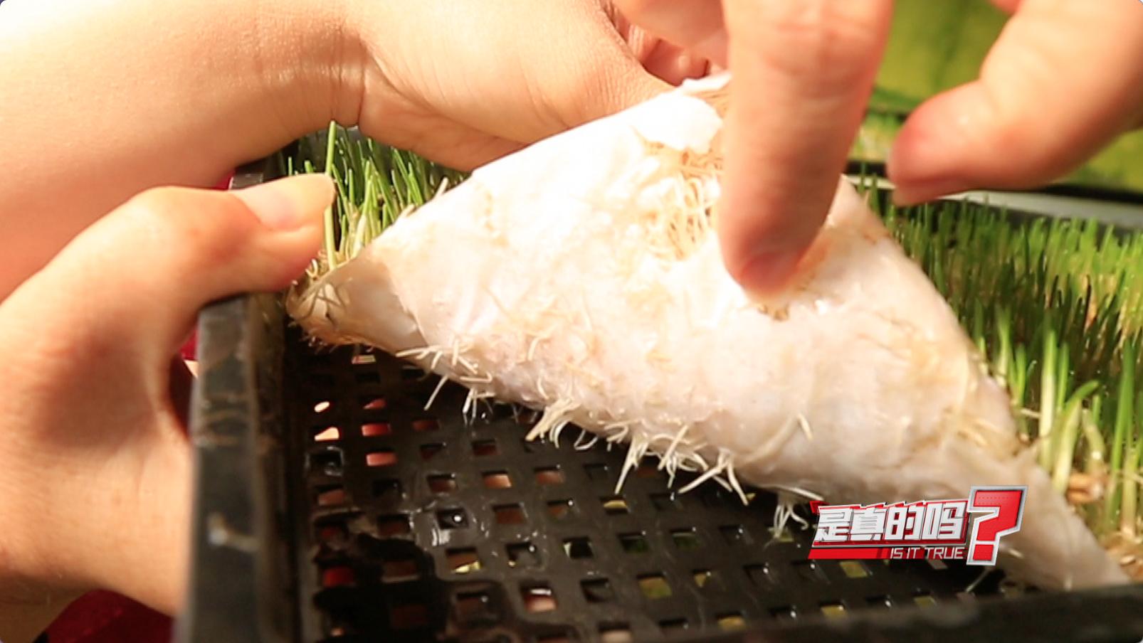 纸上种菜能够种向日葵吗,种菜小窍门两张纸就搞定