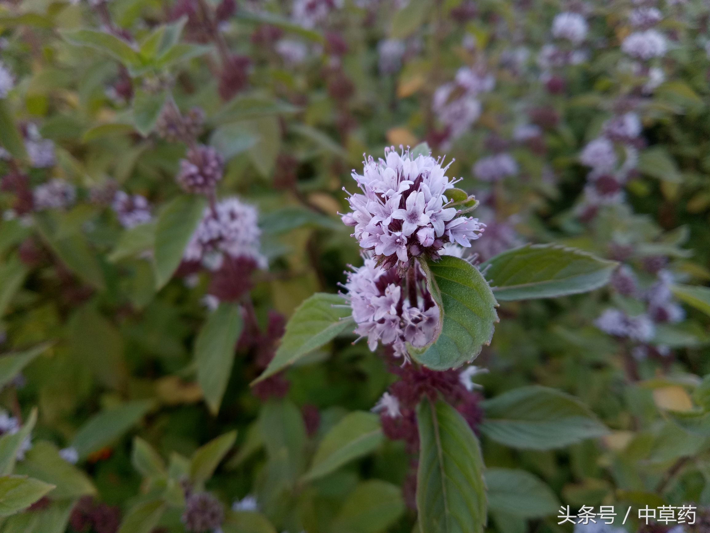 原来薄荷还有这样的用途,日常使用薄荷的好处都有哪几种