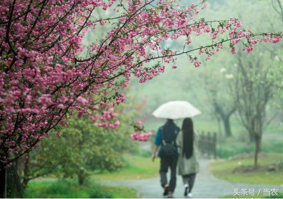 雨中浪漫的邂逅,花海中的浪漫邂逅