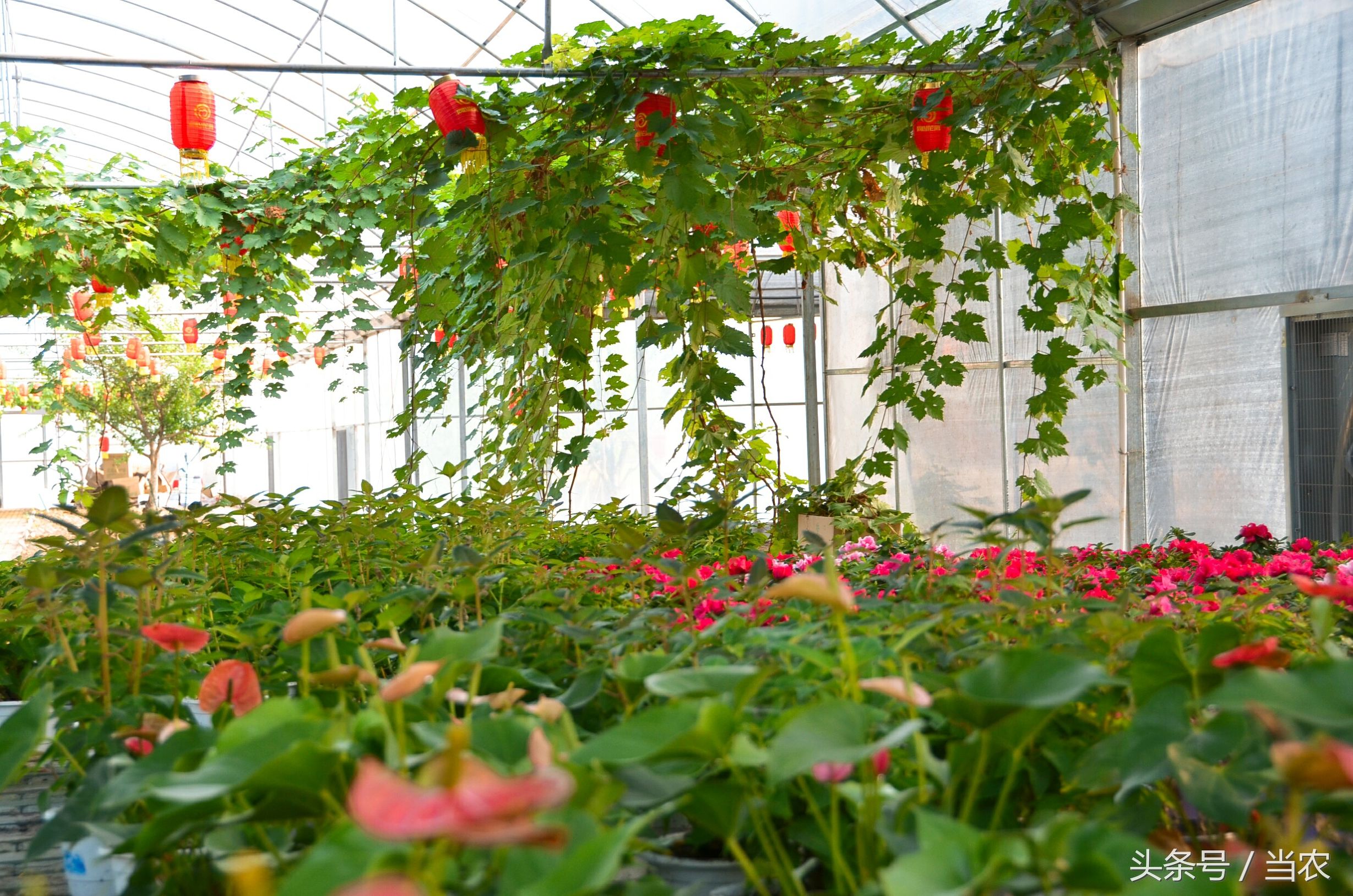 雨中浪漫的邂逅,花海中的浪漫邂逅